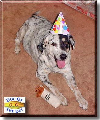 O.G., the Dog of the Day
