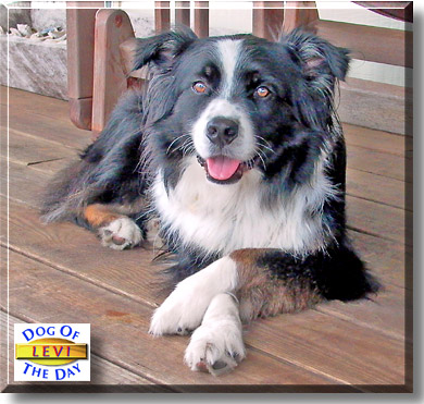 Levi, the Dog of the Day
