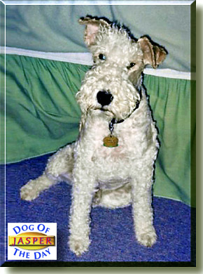 Jasper, the Dog of the Day