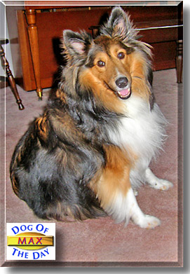 Max, the Dog of the Day