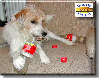 Jake, the Dog of the Day