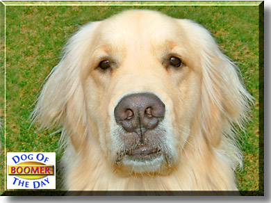Boomer, the Dog of the Day