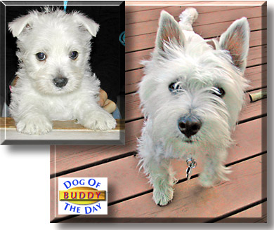 Buddy, the Dog of the Day