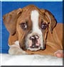 Cassius