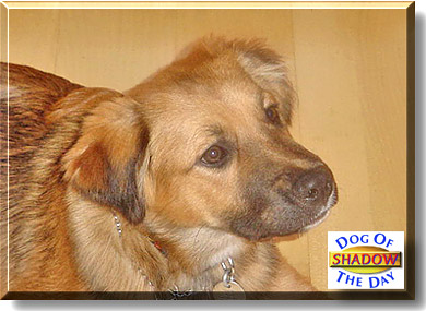 Shadow, the Dog of the Day