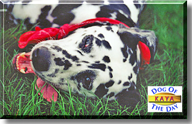 Kaya, the Dog of the Day