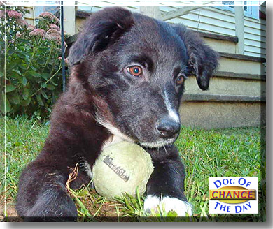 Chance, the Dog of the Day