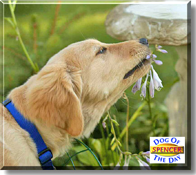 Spencer, the Dog of the Day