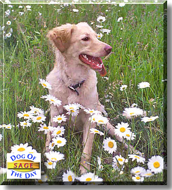 Sage, the Dog of the Day