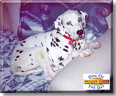Penny Girl, the Dog of the Day