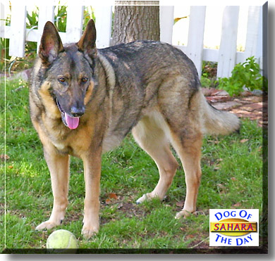 Sahara, the Dog of the Day