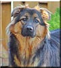 Heidi