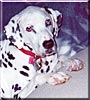 Penny Girl