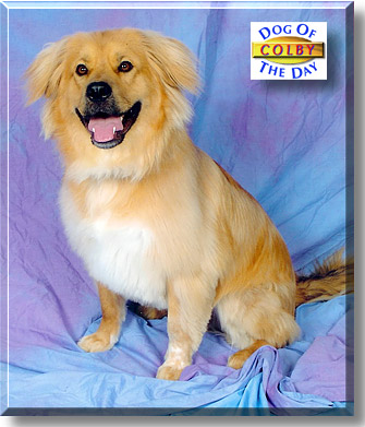 Colby Leroy, the Dog of the Day