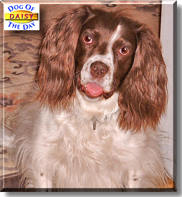 Daisy, the Dog of the Day