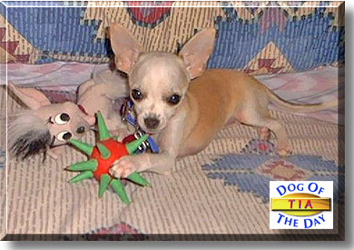 Tia, the Dog of the Day