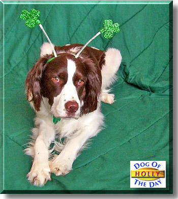 Holly, the Dog of the Day