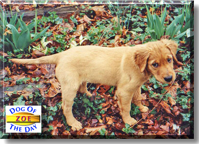Zoe, the Dog of the Day