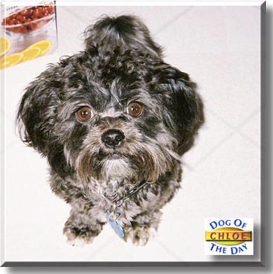 Chloe, the Dog of the Day