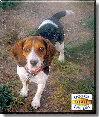 Dixie, the Dog of the Day