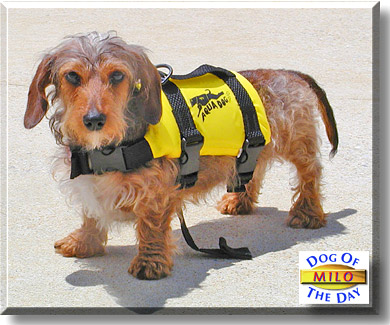 http://dogoftheday.com/archive/2004/March/29.html