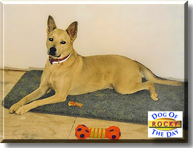 Rocky, the Dog of the Day