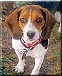 Dixie
