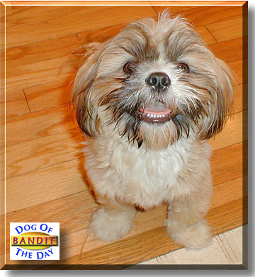 Bandit, the Dog of the Day