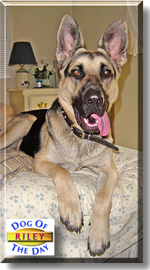 Riley, the Dog of the Day