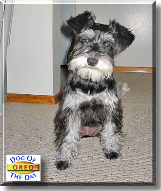 Oreo, the Dog of the Day