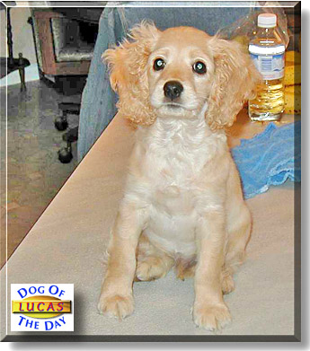 Lucas, the Dog of the Day