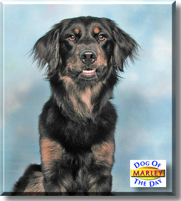 Marley, the Dog of the Day