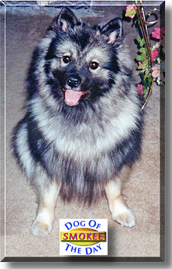 Sir Griffin's 'SmoKee' Bear, the Dog of the Day