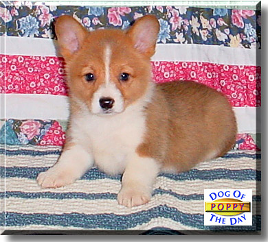 Poppy, the Dog of the Day
