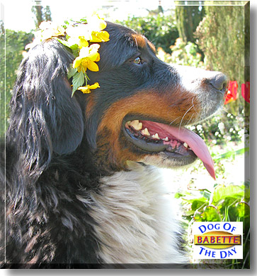 Babette, the Dog of the Day