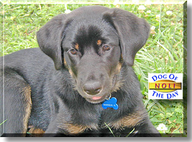 Noli (Magnolia), the Dog of the Day