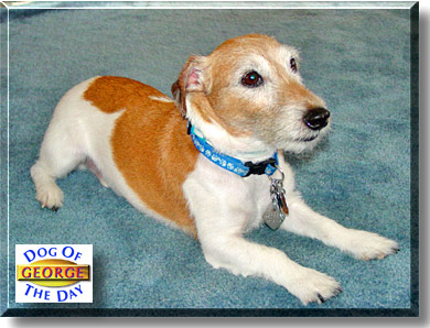 George, the Dog of the Day