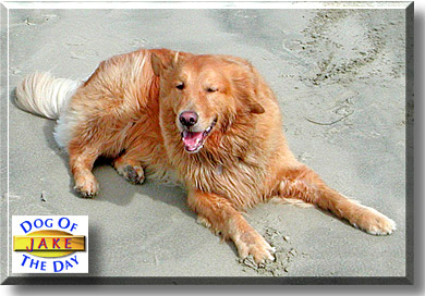 Jake, the Dog of the Day