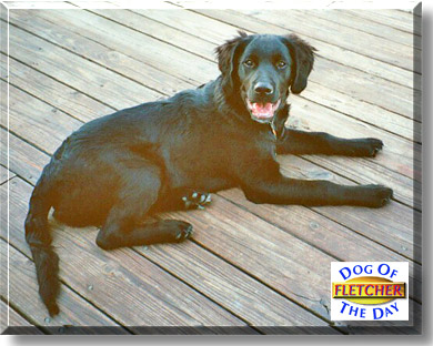 Fletcher, the Dog of the Day