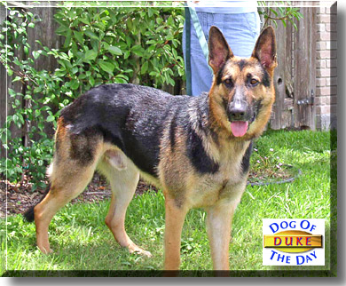 Duke, the Dog of the Day