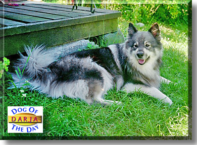 Darja, the Dog of the Day