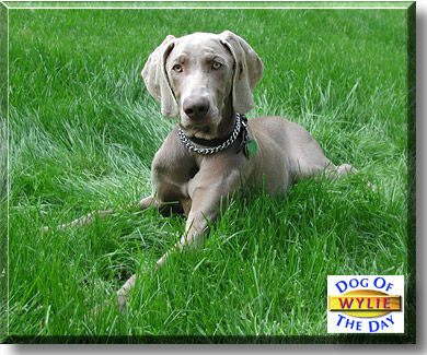 Wylie, the Dog of the Day