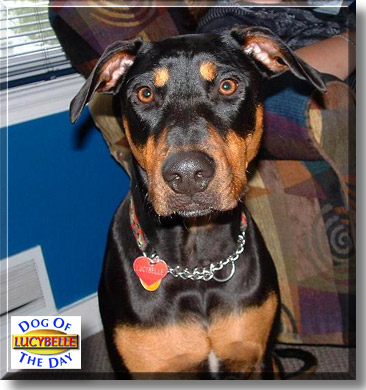 LucyBelle, the Dog of the Day