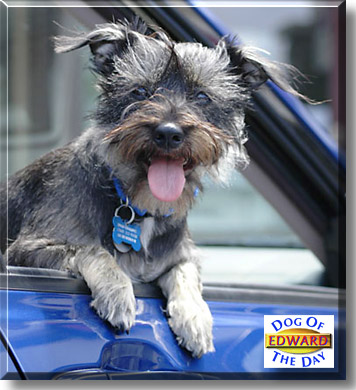 Edward, the Dog of the Day