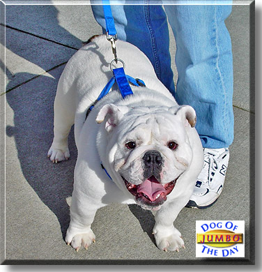 Jumbo, the Dog of the Day