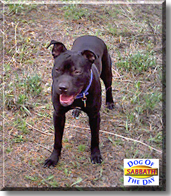 Sabbath, the Dog of the Day
