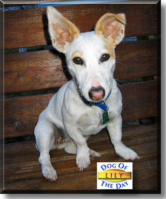 Lily, the Dog of the Day