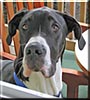 Dozer