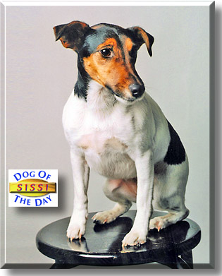 Sissi, the Dog of the Day