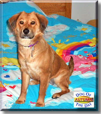 Autumn, the Dog of the Day